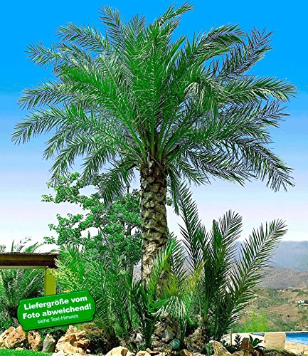 BALDUR-Garten Chilenische Honig-Palmen, 1 Pflanze, Jubaea chilensis