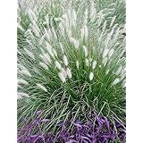 3 x Pennisetum alopecuroides 1 Liter (Ziergras/Gräser/Stauden) Lampenputzergras ab 3,19 pro Stück