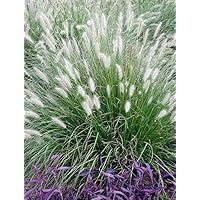 1 x Pennisetum alopecuroides 1 Liter (Ziergras/Gräser/Stauden) Lampenputzergras ab 3,19 pro Stück