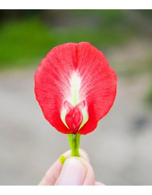 M-Tech Gardens Rare Shangupushpam/Aparajita/Clitoria ternatea