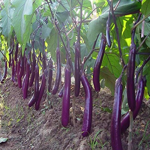 Riesen Aubergine 100 Samen -solanum melongena var. esculentum-