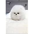 ESCAPER Dog Posters for Wall Decoration (12 x 18 inch), Pet Photos, Breed Posters - Cute Pomeranian Puppy (No. 298)