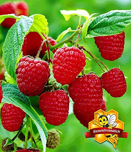 BALDUR-Garten Himbeeren TwoTimer® Sugana® , 1 Pflanze, Rubus idaeus - 2