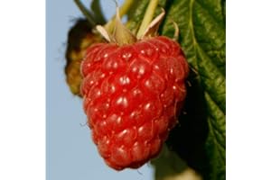 THOMPSON & MORGAN Raspberry Plant, Hardy Shrub, Fruit Growing, Kitchen Garden, Wildlife Garden, Gardens & Patios, 6 x Joan J Raspberry Canes <300mm by Thompson and Morgan