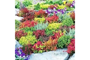 MEREDITH NURSERIES 6 Mixed Heathers CALLUNA & Erica Varieties Colourful Flowering Plants