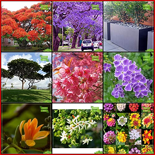 Creative Farmer Rare Seeds Combo Tree Seeds : Blue Jacaranda, Flame Tree, Orange Jessamine, Coco Tamarind, Himalayan Cherry, Michelia Champaca, Duranta Varigata, Nyctanthes Arbortristis, Tickberry For Gardening
