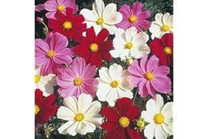 PAGANO DOMENICO E FIGLI SEMENTI DAL 1954 COSMEA MISCUGLIO NR.200 SEMI