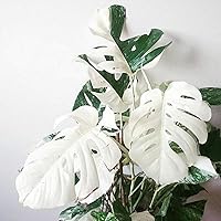 C-LARSS 100Pcs White Monstera Palm Turtle Blätter Pflanzensamen Einfach Zu Pflanzen Garten Balkon Bonsai Dekor Monstera…