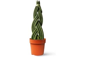Sansevieria Cylindrica Trenzada - Planta Natural Interior - April Plants - Altura: 30 cm