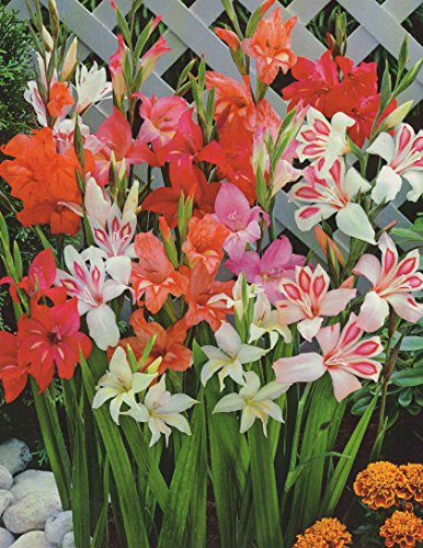 25 Zwerg Gladiolen gemischt Blumenzwiebeln (25 Zwiebeln)