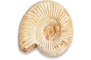 Serafino Genuine Fossil Madagascan Ammonite 150 Million Years Old! Jurassic Real Fossil 1-1.5" Shell Madagascar Fossil Great Gift For Science Education Collection
