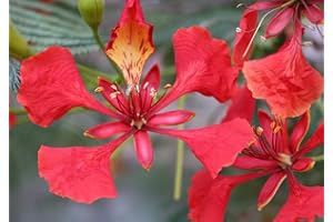 GENERIC 20 Graines Rouge Flamboyant - (Delonix Regia)