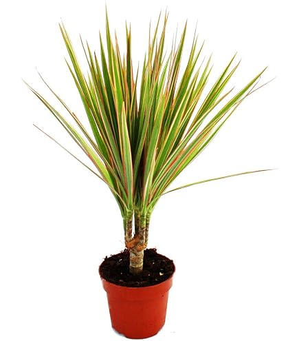 Drachenbaum - Dracaena marginata - 3 Pflanze - pflegeleichte Zimmerpflanze  - Palme : Amazon.de: Garten