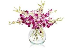 Sendabunch Fresh Singapore Dendrobium Orchids Bouquet - 15 Beautiful Stems for a Touch of Eastern Charm - 14-Day Freshness Assurance - Includes a Free Box of Belgian Chocolates