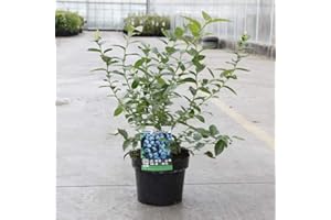 THOMPSON & MORGAN Blueberry Plants Ready to Plant Out UK Fruit Blueberries Vaccinium Darrow Garden Plant Hardy Shrub Flowering Garden Plants Easy to Grow Your Own Fruits 2X 9cm Potted Plants by Thompson and Morgan