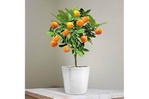 GARDENS4YOU Mini Orange Tree 25cm - 1 Tree