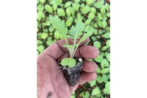ROOT SOURCE Turnip Plug Plants Grow Your Own Vegetables 'Ready to Plant Now' Young Vegetable Plants (12)