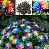 Herbstblumen und Pflanzen: Tipps für den herbstlichen Blumengarten