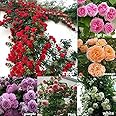 Aiden Gardens Rare Mixed Climbing Rose Seeds Perennial Super Fragrance Rose flower 40 Seeds Pack