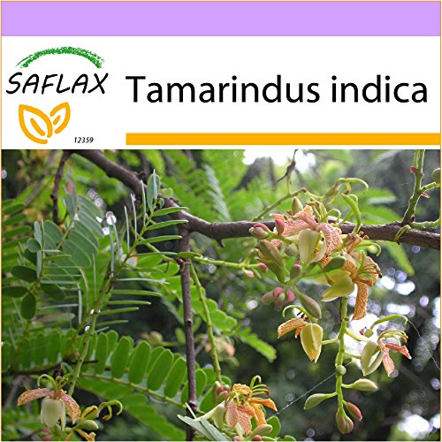 SAFLAX - Tamarind - 4 Seeds - Tamarindus Indica