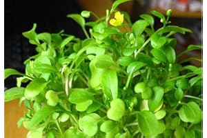 EYSII Love Grass Aquarium Grass Plants Seeds, Aquatic Leaf Carpet Water Grass, Live Pond Plant Seeds,Fish Aquatic Water Grass Decor,Easy to Plant Grow Maintain