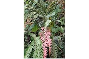 Blechnum fragile - fougère épiphyte - 10 graines