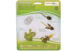Safari Ltd Life Cycle of A Frog, Grenouille