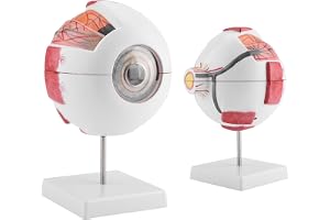 Gevvnss Eye Anatomy-modell, 6 x förstorad ögonglobmodell, mänsklig öga-modell med avtagbar bas, för anatomi studier undervisn