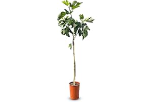 SUNNY TREE Sunnytree FICUS CARICA 160 CM, FEIG Dulce