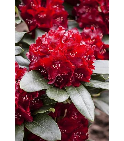 Rhododendron obtusum 'Little Red' 2025 cm  Winterhart  Immergrn   Mehrjhrig  Azalee  Zierstrauch fr Garten & Kbel : Amazon.de: Garten