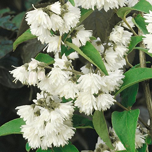 Preiswertes Blütensträucher-Sortiment, bestehend aus: Deutzia magnifica rosa, Kerria gelb, Philadelphus Schneesturm, Weigelia Bristol Ruby rot, Syringa vulgaris, Buddleia Royal Blue, Forsythia gelb, Deutzia scabra plena weiß - 2