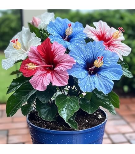 Generic Live Hibiscus Shoeblackplant Gudhal Orange Flower Plant
