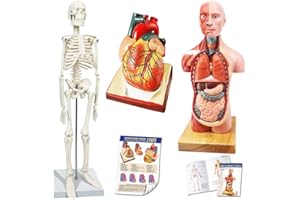 EVOTECH SCIENTIFIC Evotech Human Body, Skeleton and Heart Models-Best Anatomy Model Bundle Set of 3 Hands-on 3D Model Study Tools for Medical Student or as Educational Kit for Kids
