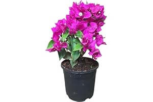 DECOALIVE Arbusto Natural - Buganvilla - Planta de Exterior Fácil de Cuidar