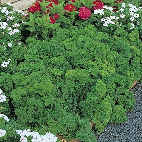 Parsely - Triple Moss Curled - 500 seeds - Buy 1 Get 2 Packs For FREE!!! Free Delivery!