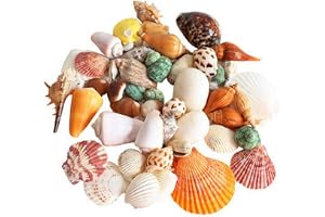 Mumoo Bear Mixed Sea Shells, 200g Beach Seashells Starfish, Various Sizes Ocean Seashells for Fish Tank Vase Fillers, Beach Theme Party Wedding Decor, Candle Making, DIY Crafts, Home Decorations
