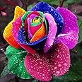 Generic 150 pcs Seeds Rare Holland Rainbow Rose Flower Rare Flower Seeds