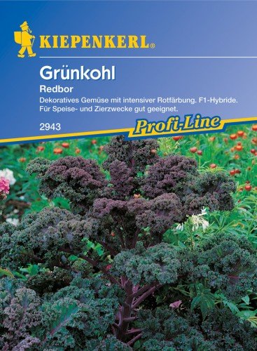 Preisvergleich Produktbild Grünkohl 'Redbor'