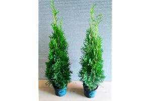 PFLANZEN BÖRING 15 Thuja Pflanzen Smaragd im Topf, Thuja Smaragd, Höhe: 60-80 cm