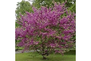 ARBORIX, PLUS VERT - MOINS CHER Cercis Siliquastrum- Arbre de Judée 40-50 cm en conteneur