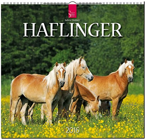Haflinger 2016: Original Stürtz-Kalender - Mittelformat-Kalender 33 x 31 cm [Spiralbindung]