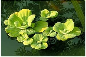 ZAC Wagner 6 Stück Muschelblumen (Pistia stratiotes) - Teichpflanzen Teichpflanze Schwimmpflanze