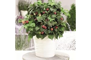 THOMPSON & MORGAN Raspberry Plants Ready to Plant UK 'Yummy' Dwarf Variety Rubus idaeus Hardy Shrub Easy to Grow Your Own Garden Raspberries Ideal for Container Growing 1x 12cm Potted Plants by Thompson and Morgan
