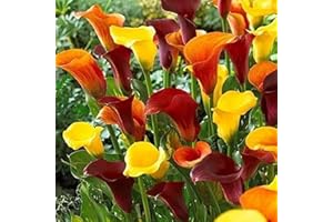 FLOWER FIELD STORY 10 Pezzi Calla Lily Bulbi Colori Misti Resistente Erbe Perenni Fiori Per Giardino Patio Cortile Piantagione Primaverile Alto Tasso Di Germinazione Radici Di Qualità