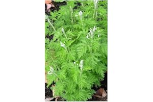Artemisia afra - Absinthe africaine - Lanyana - 10 graines