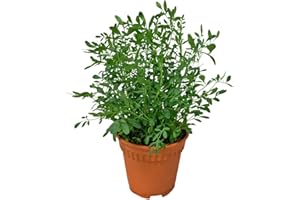 DECOALIVE Ruda Planta Mágica Protección para el Hogar Planta Natural