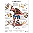 3B Scientific Human Anatomy - Sports Injuries Chart, Paper Version, VR1188UU, unlaminated