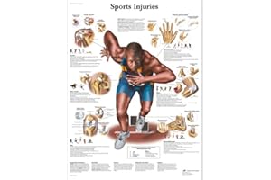 3B Scientific VR1188L Human Anatomy - Sports Injuries Chart, Laminated Version