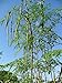 Produktbild 100 Organic Trommelstock Moringa Murungai Murunggi Seeds X-100 (Combo S/H) + Free by Farmerly