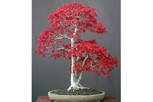 EXOTIC PLANTS Acer palmatum atropurpureum - Roter Fächerahorn - Bonsai - 10 Samen